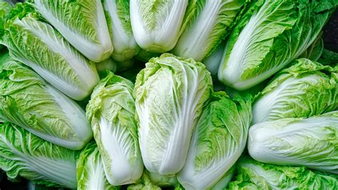 taiwanese cabbage for wholesale in boston area